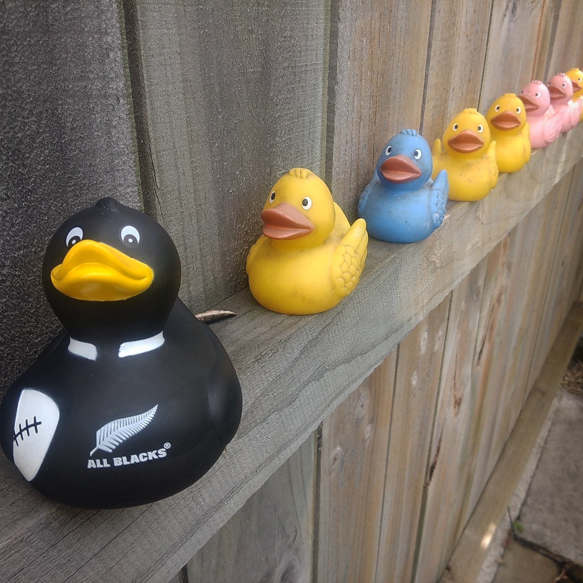 All balcks duck at Designer Garden