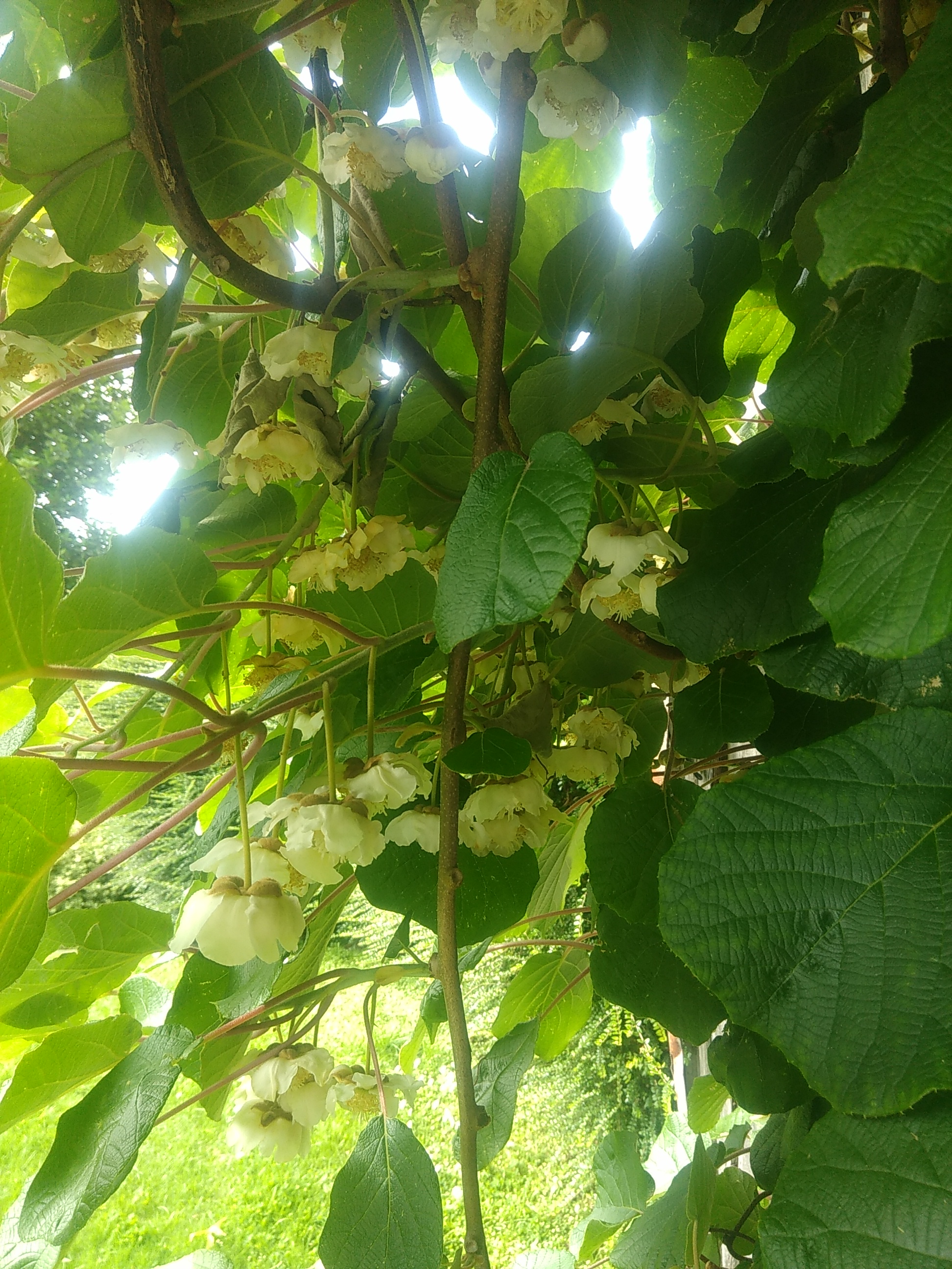 Christchurch Designer Cottage Kiwi Fruit