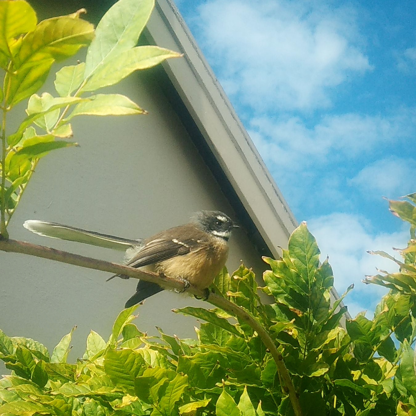 Christchurch B&amp;B Garden Bird