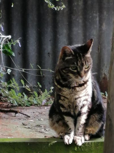 Christchurch B&B Cat marmite