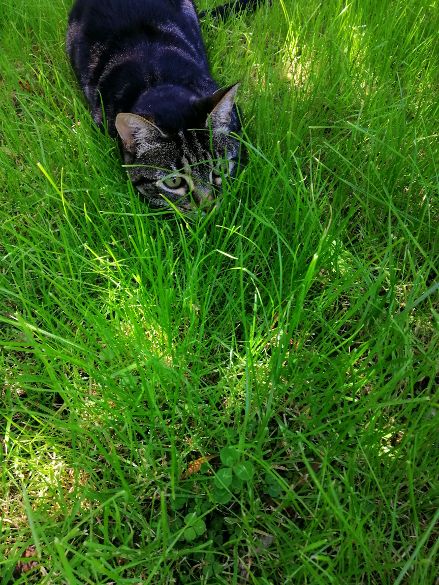Christchurch B&B Cat tiger