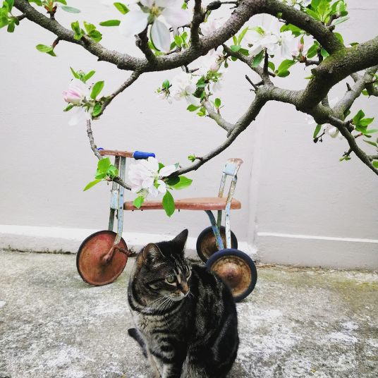 Christchurch B&B Cat