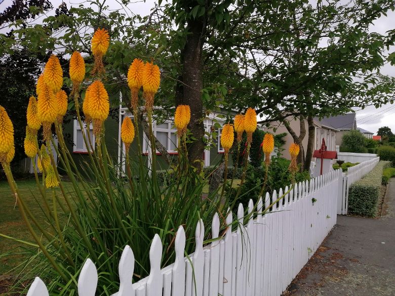 Christchurch BnB garden