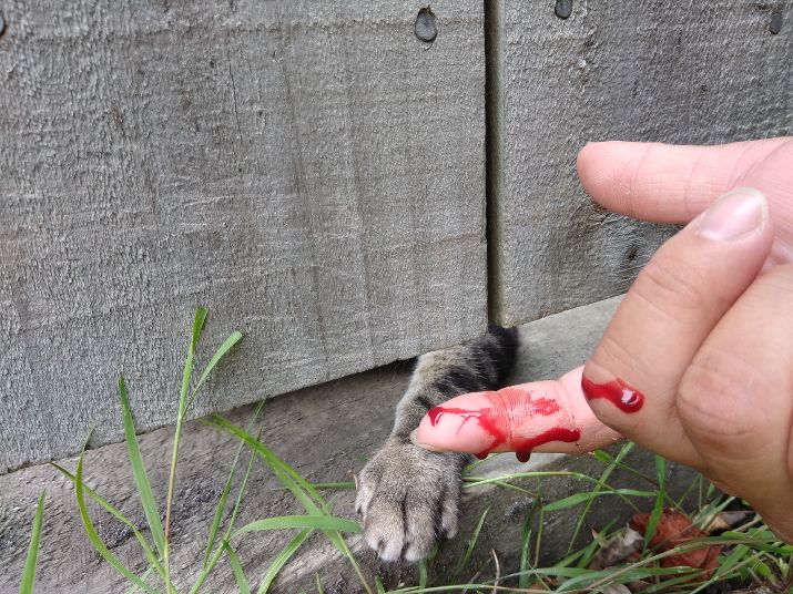 Christchurch B&B Cat cut