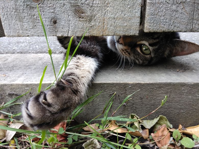 Christchurch B&B Cat Cute