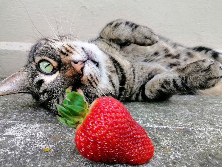 Christchurch B&B Christchurch Cat 3