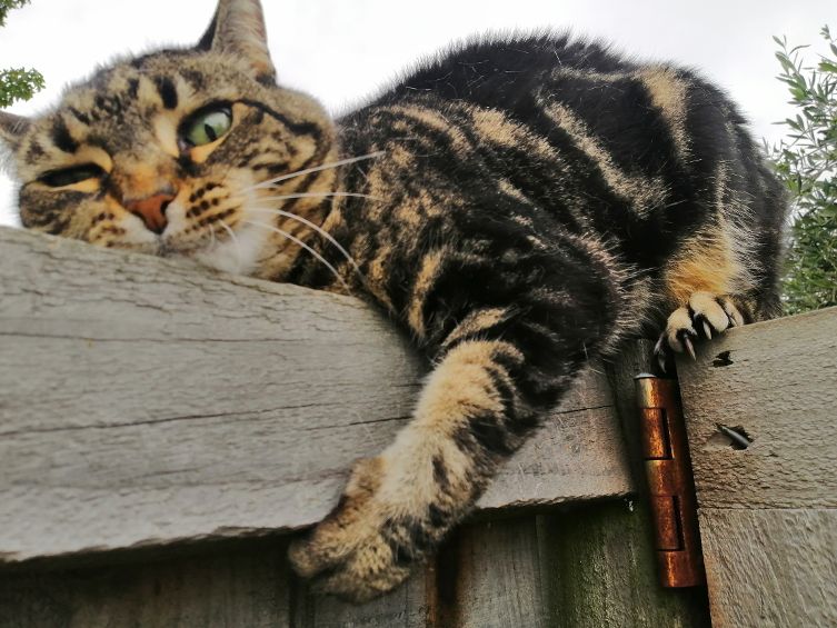 Christchurch B&B Cat Marmite on Fence