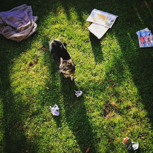 Christchurch B&B Cat Co