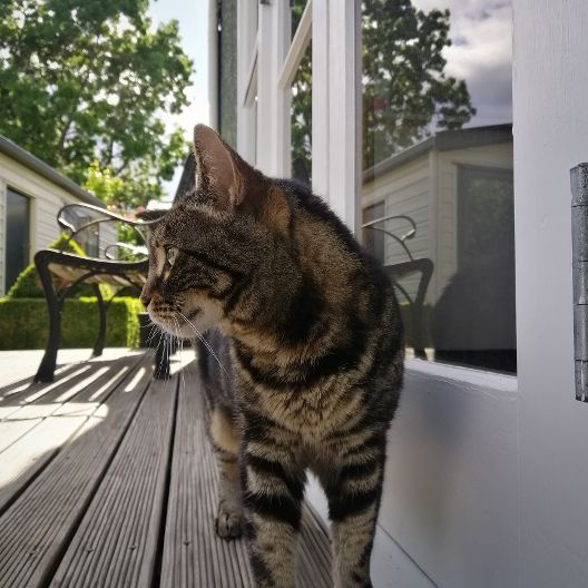 Christchurch B&B Cat 1_2020_Dec