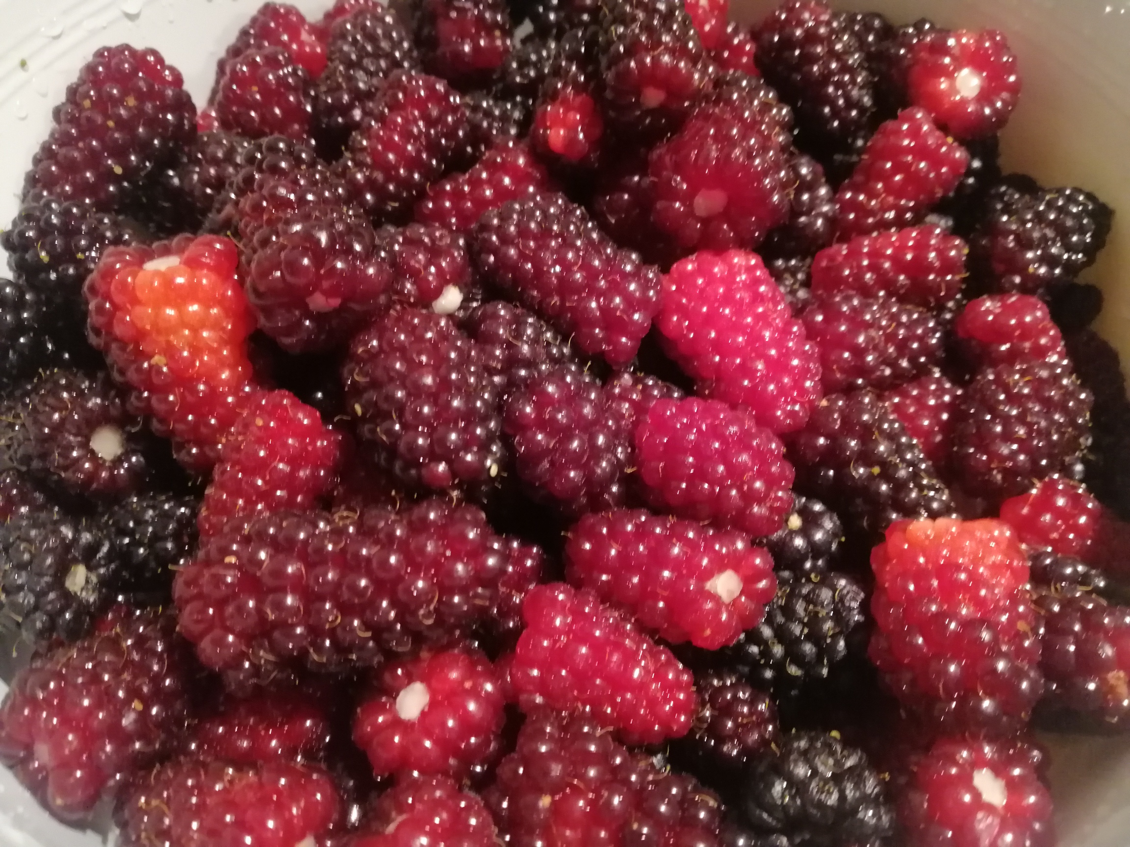 Christchurch bed and breakfast_ Designer Cottage_garden