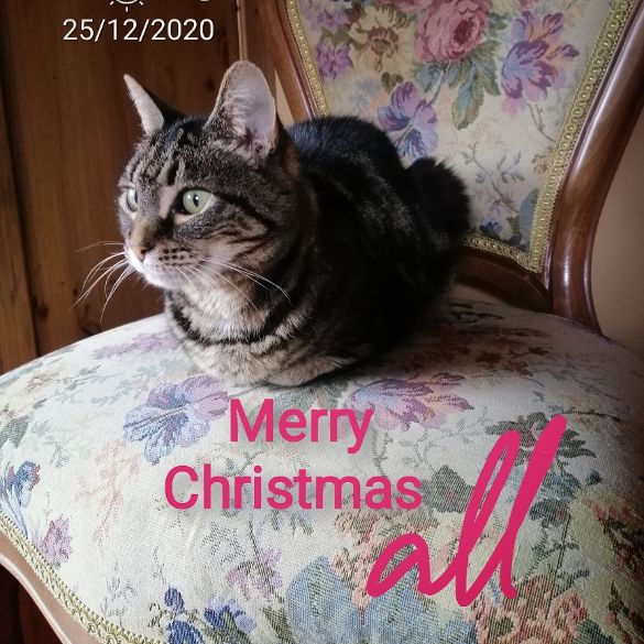 Christchurch bed and Breakfast_Merry Christmas 2020